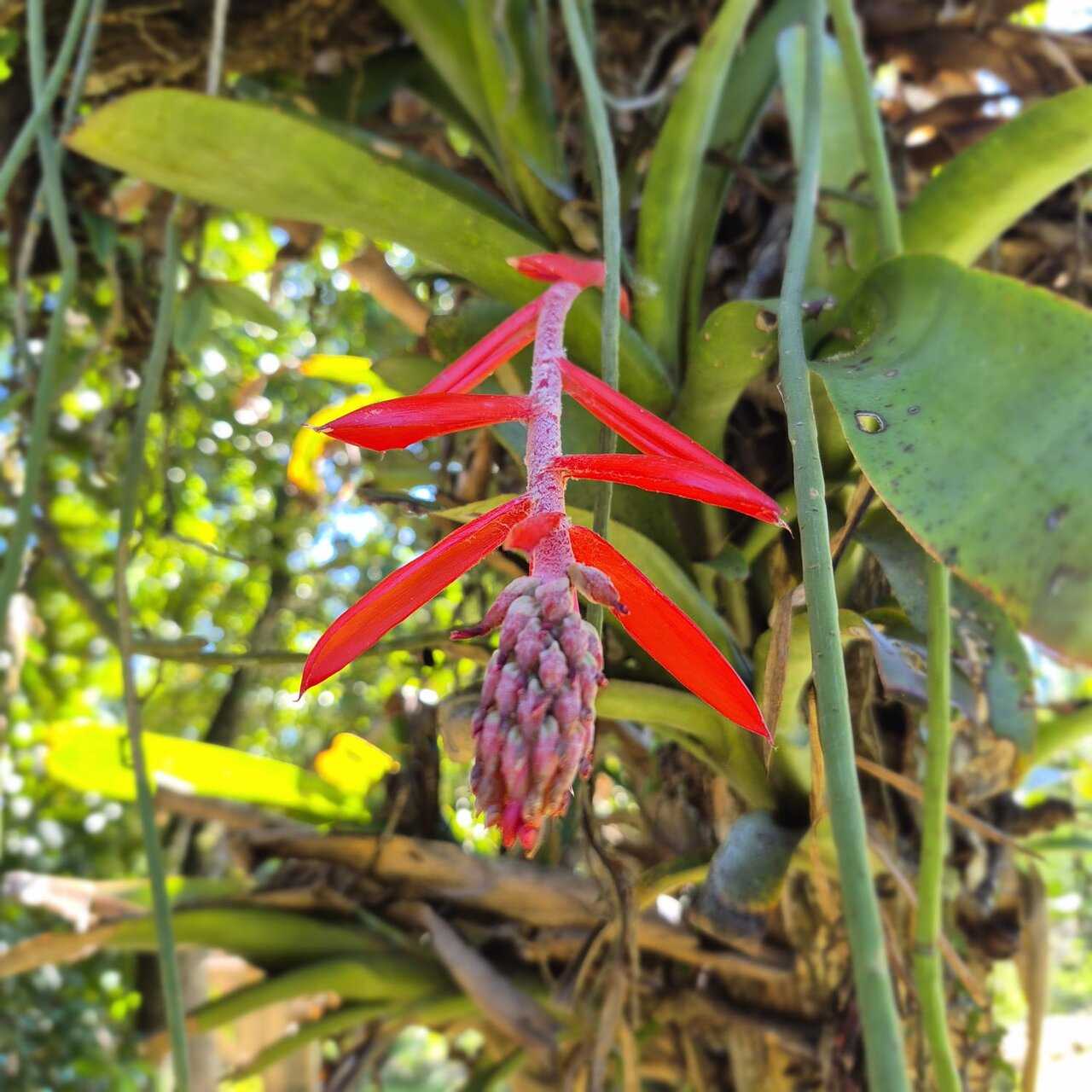 Bromélia vermelha pendente no jardim