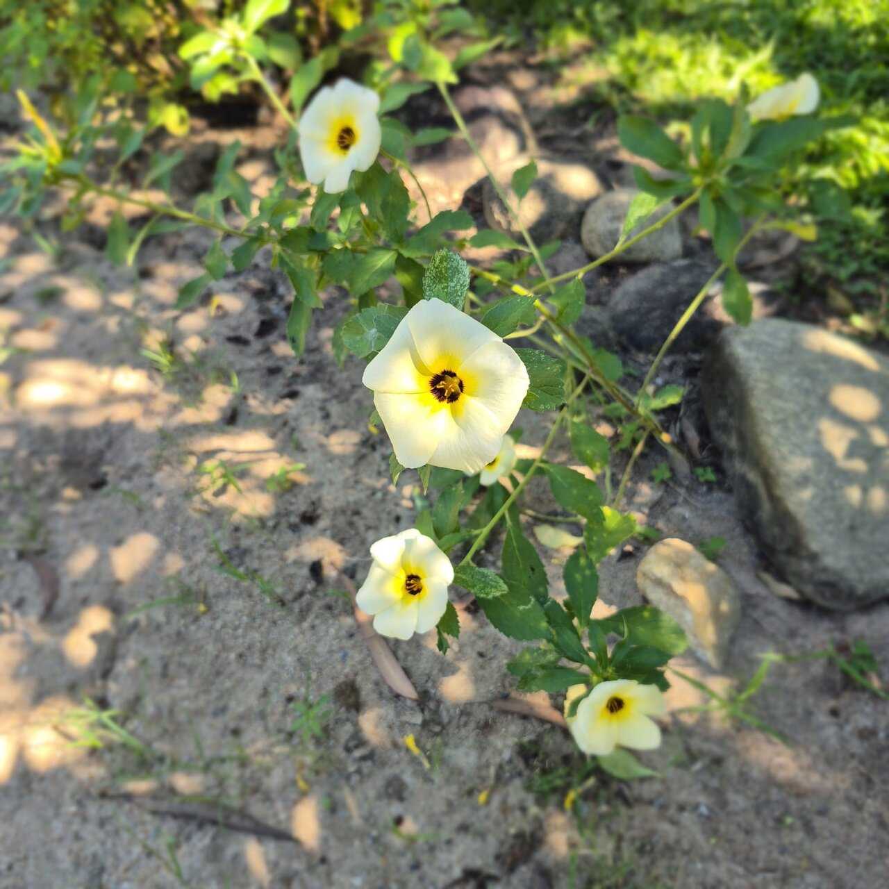 Flor amarela no jardim do Espaço Néktar