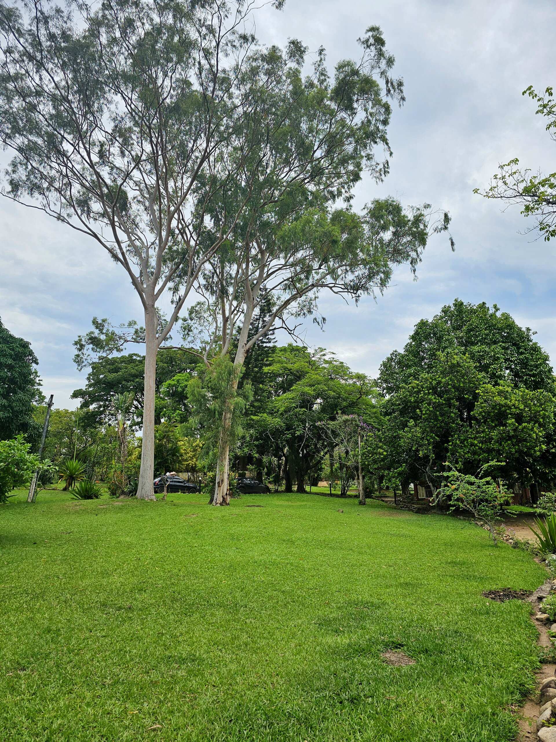 Gramado aberto sob eucaliptos e céu azul no terreno do Espaço Néktar