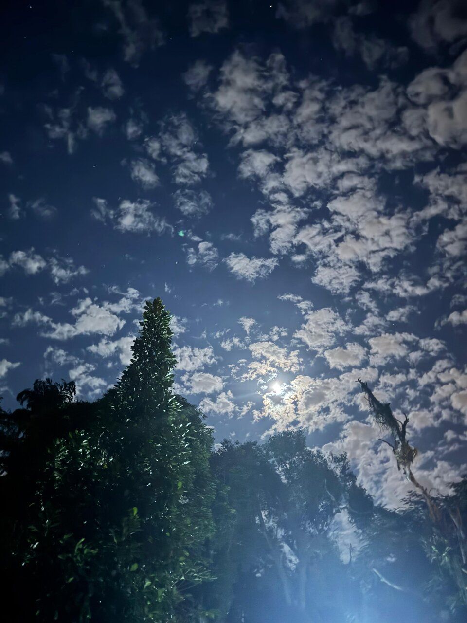 Lua cheia entre nuvens e árvores no Espaço Néktar